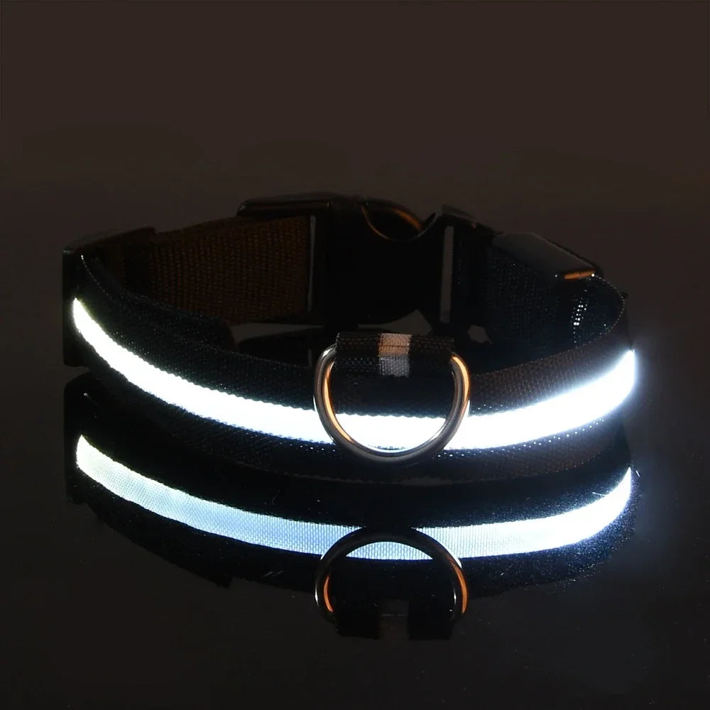 Take your pets on a cool walk of vibrant safety!
